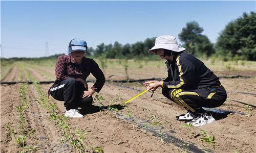 执委左明湖指导农民科学种植.jpg